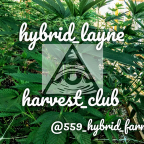 Hybrid Layne farms