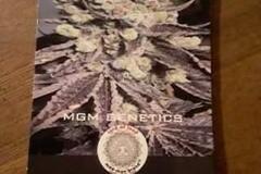 Venta: MGM Genetics - Original Head-Banger - Regs x10