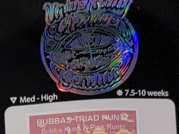 Selling: Bubbas Triad Runtz 6pk fems by Universally Creative Genetics