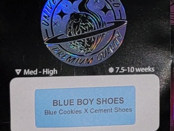 Selling: Blue Boy Shoes 6pk fems by Universally Seeded