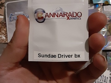 Selling: CANNARADO SUNDAE DRIVER BX (sold out )