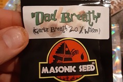 Vente: Masonic Seeds Dad Breath