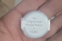 Venta: Original Haze (Purple Phenotype)  ♀ x Northern Lights #2  ♂