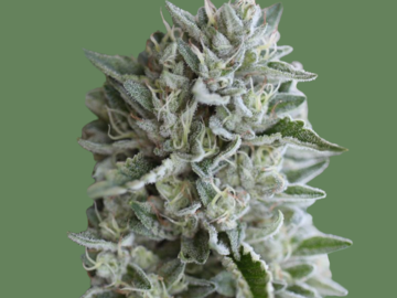 Sell: VANILLA FROSTING (feminized) Humboldt Seed Co