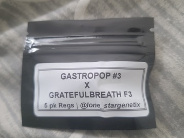 Sell: Lonestar genetics gastro pop #3 x gratefulbreath f3