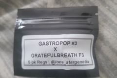Selling: Lonestar genetics gastro pop #3 x gratefulbreath f3