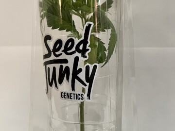 Vente: Seed Junky Genetics - Jealousy F3 - Breeder Cut