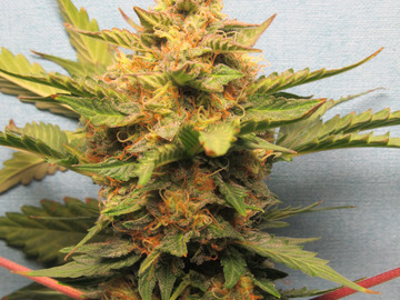 Vente: Bubba Cheese Auto Fem pack of 10 seeds