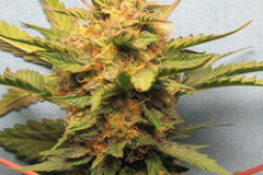 Venta: Bubba Cheese Auto Fem pack of 10 seeds