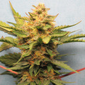Vente: Bubba Cheese Auto Fem pack of 10 seeds
