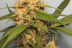 Sell: Creamatic Auto Fem pack of 10 seeds