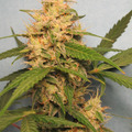 Sell: Creamatic Auto Fem pack of 10 seeds