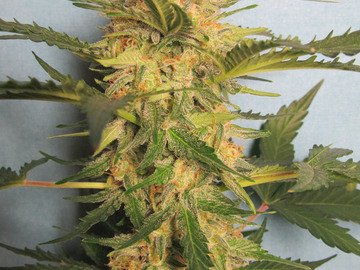 Sell: Syrup Auto Fem pack of 10 seeds