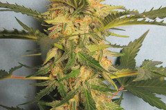 Sell: Syrup Auto Fem pack of 10 seeds