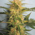 Sell: Syrup Auto Fem pack of 7 seeds