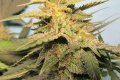 Sell: Pineapple Gum Auto Fem pack of 5 seeds