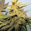 Sell: Pineapple Gum Auto Fem pack of 5 seeds