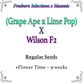 Vente: (Grape Ape x Lime Pop) X Wilson F2