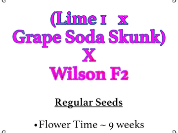 Selling: (Lime 1 x Grape Soda Skunk) X Wilson F2