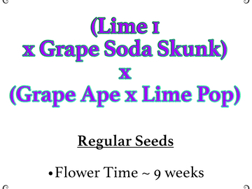 Vente: (Lime 1 x Grape Soda Skunk) x (Grape Ape x Lime Pop)