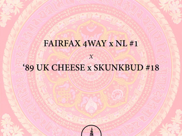 '95 Fairfax 4Way x Northern Lights #1 x 89 UK Cheese x Skunkbud