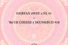 Sell: '95 Fairfax 4Way x Northern Lights #1 x 89 UK Cheese x Skunkbud
