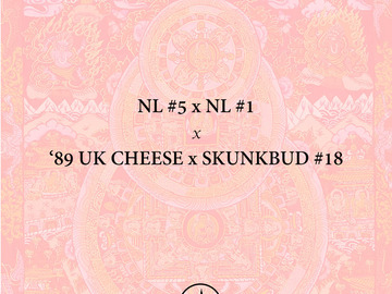 Northern Lights #5 x NL #1 x 89 UK Cheese x Skunkbud