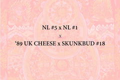 Vente: Northern Lights #5 x NL #1 x 89 UK Cheese x Skunkbud