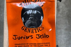 Vente: Thug Pug-Juniors Jello