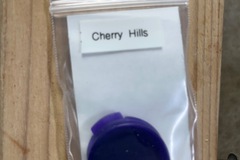 Sell: Thug Pug-Cherry Hills