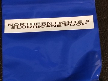 Selling: Northern Lights x Slurricane Poop (10 Pack) Photo Regular Seeds
