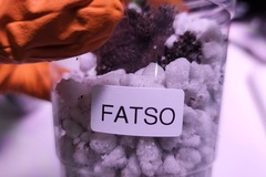 Venta: Fatso (Phinest TC/Cannarado | Free Shipping!)