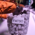 Venta: Fatso (Phinest TC/Cannarado | Free Shipping!)