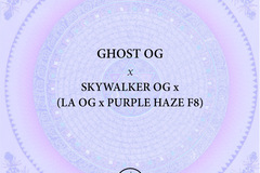 Vente: Ghost OG x Skywalker OG (LA OG x Purple Haze F8)