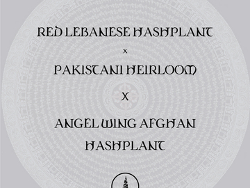 Sell: Red Lebanese Hashplant x Pakistani X Angel Wing Afghan Hashplant
