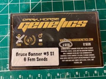Darkhorse Genetics- Bruce Banner s1
