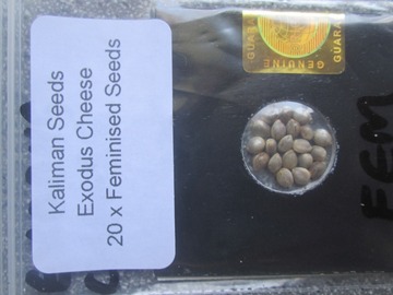 Sell: Kaliman Seeds, "Exodus Cheese" 20 x Feminised Seeds