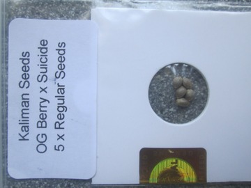 Sell: Kaliman Seeds, "OG Berry x Suicide Blond", 5 x Regular Seeds.