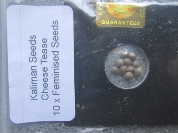 Sell: Kaliman Seeds, "Cheese Tease", 10 x Feminised Seeds.