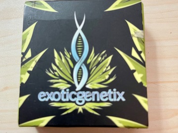 Sell: Bootylicious. - Exotic Genetix