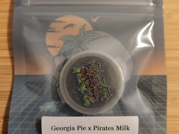 Tikimadman - Georgia Pie x Pirate Milk