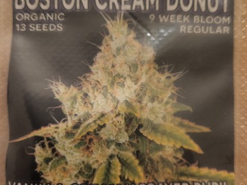 Sell: Mass Medical Strains - Boston Cream Donut