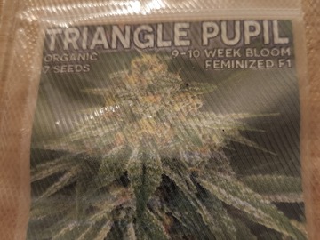 Sell: Mass Medical Strains - Triangle Pupil