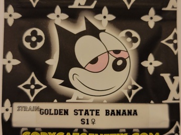 Sell: Golden State Banana S1 Copycat Genetix Clone Only FEMS