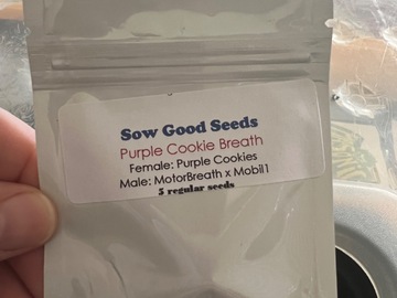 Sell: Sow Good Seeds - Purple Cookie Breath