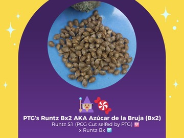 Sell: PTG Photo Line - Runtz BX2 aka Azúcar de la Bruja