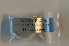 Venta: Doc D - White Haze x Nepali Watermelon Hash Plant