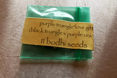 Vente: Purple Triangle  - Bodhi Seeds +  Freebie + $0 Shipping!