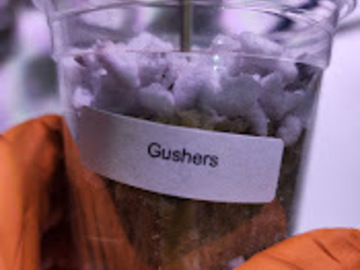 Sell: Gushers (Plushers Cut | Free Shipping!)