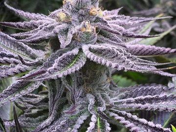 Venta: Purple Punch ☆any 4 clones $220 ☆8 for $330☆12 for $400
